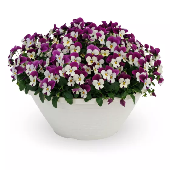 Deltini™ White Jump Up