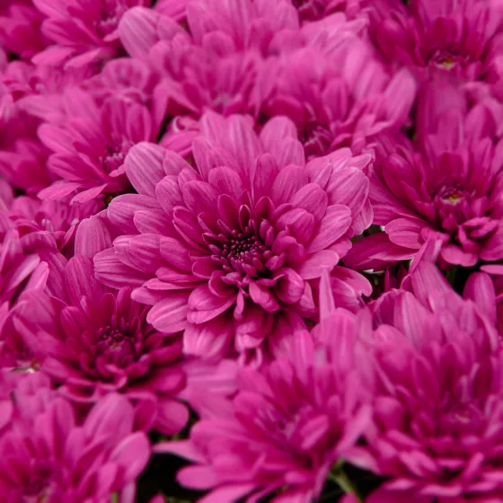Jamestown™ Regal Purple