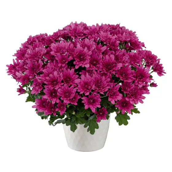 Jamestown™ Regal Purple