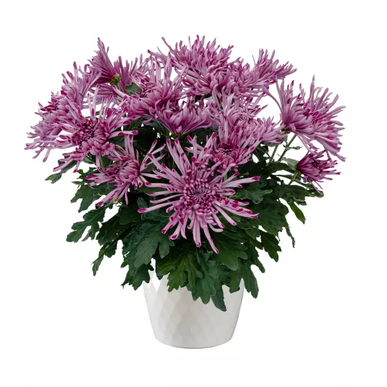 Pittsburgh™ Purple | Syngenta Flowers