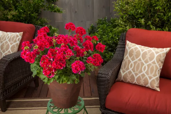 Calliope® Medium Crimson Flame