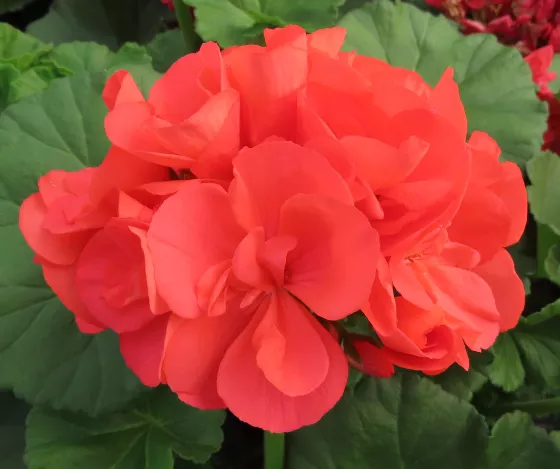 Americana® Coral