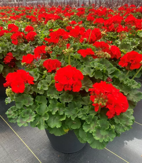 Rocky Mountain™ Red