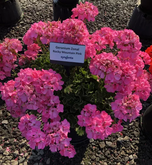 Rocky Mountain™ Pink
