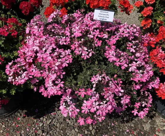 Caliente® Pink