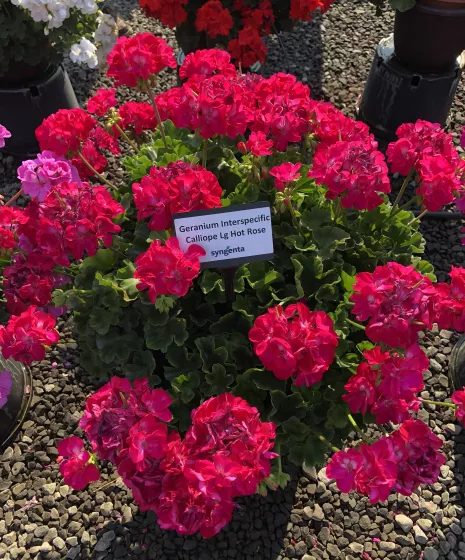 Calliope® Large Hot Rose