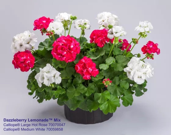 Calliope® Large Hot Rose