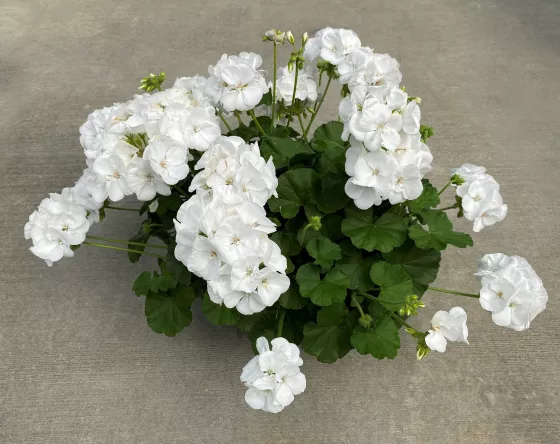 Calliope® Large White
