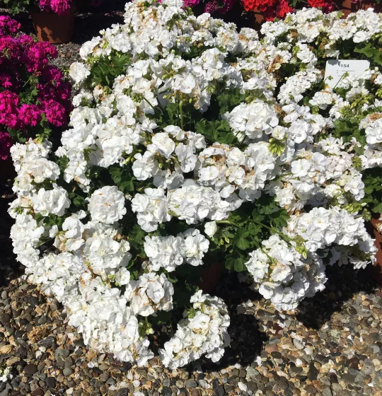 Calliope® Large White