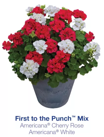 Americana® Cherry Rose