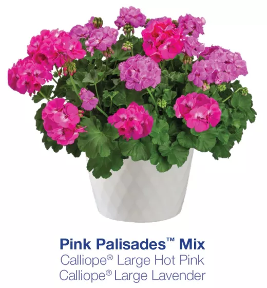 Calliope® Large Hot Pink