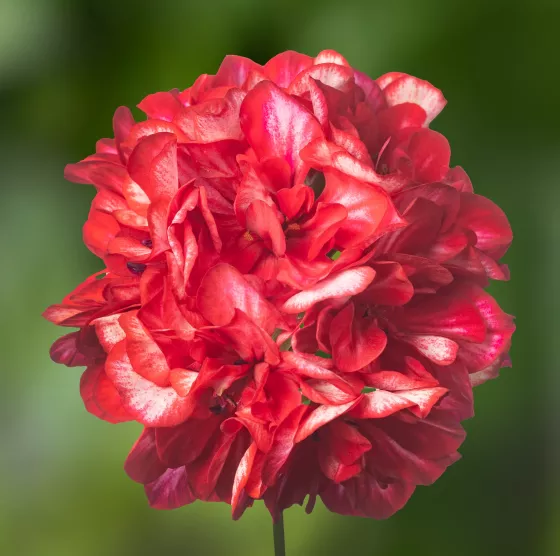 Ivy League™ Arctic Red