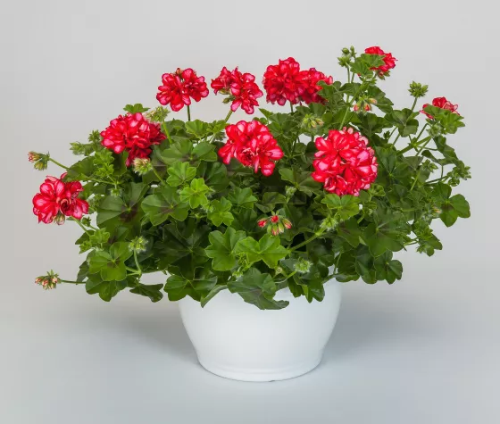 Ivy League™ Arctic Red