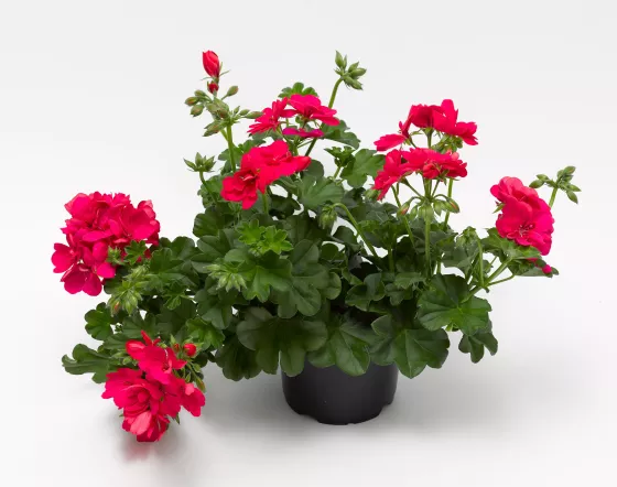 Ivy League™ Hot Coral