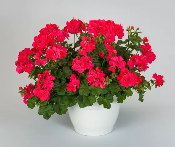 Ivy League™ Hot Coral