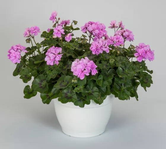 Ivy League™ Light Lavender