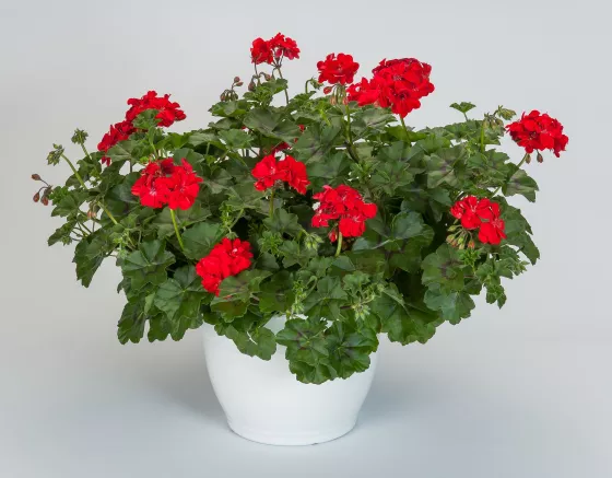 Ivy League™ Red