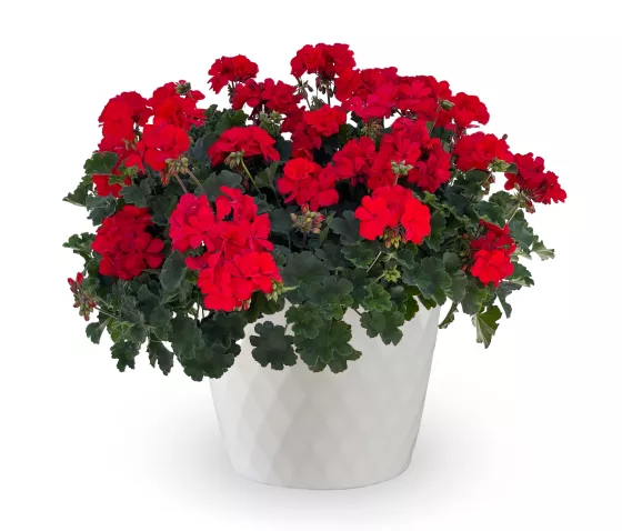 Mantra™ Bright Red