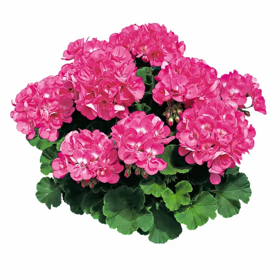 Americana® Pink