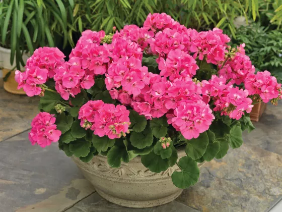 Americana® Pink