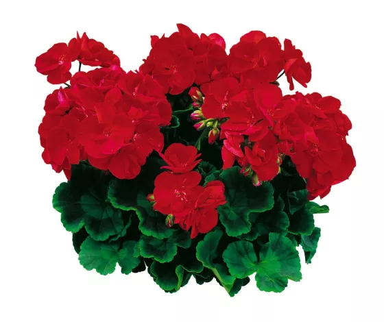 Americana® Bright Red