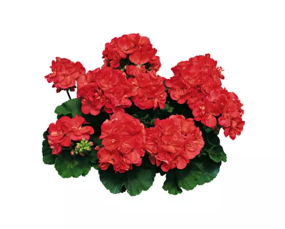 Americana® Coral