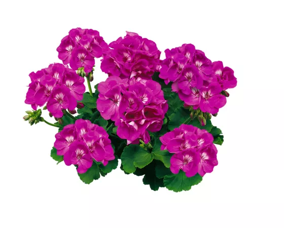 Americana® Orchid