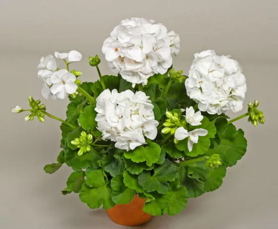 Americana® White