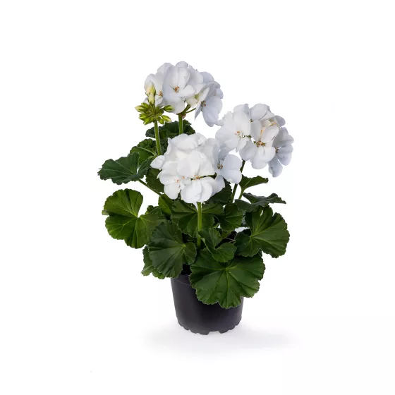 Tango™ White