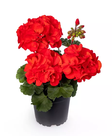 Tango™ Dark Red