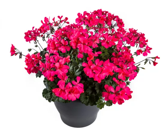 Caliente® Coral Salmon
