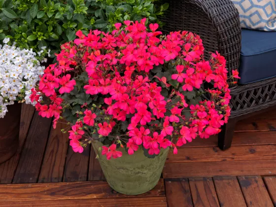 Caliente® Coral Salmon