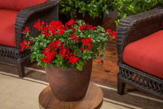 Caliente® Deep Red