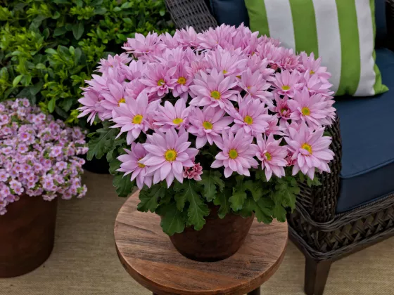 Grandview™ Light Pink