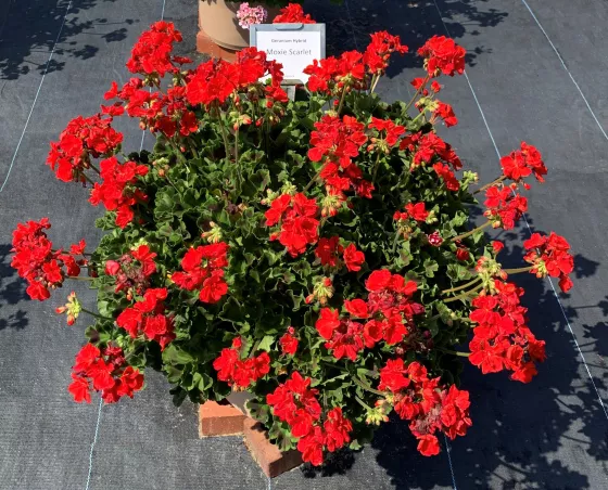 Moxie!™ Scarlet