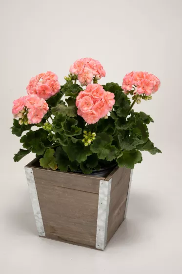 Rosalie™ Antique Salmon