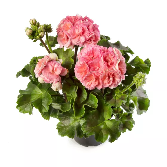 Rosalie™ Antique Salmon