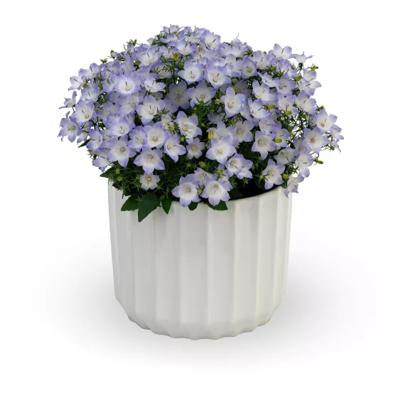 Cariboo™ Bicolor