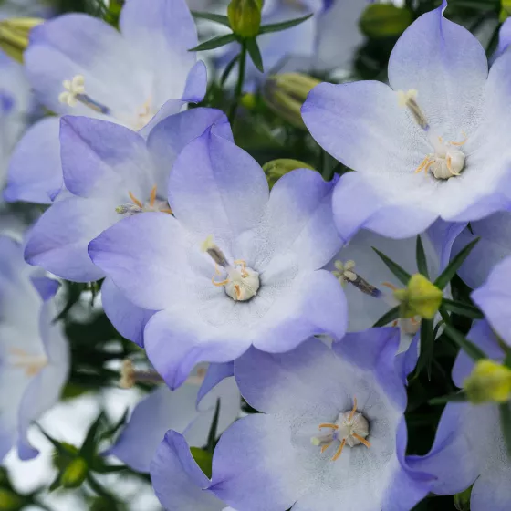 Cariboo™ Bicolor