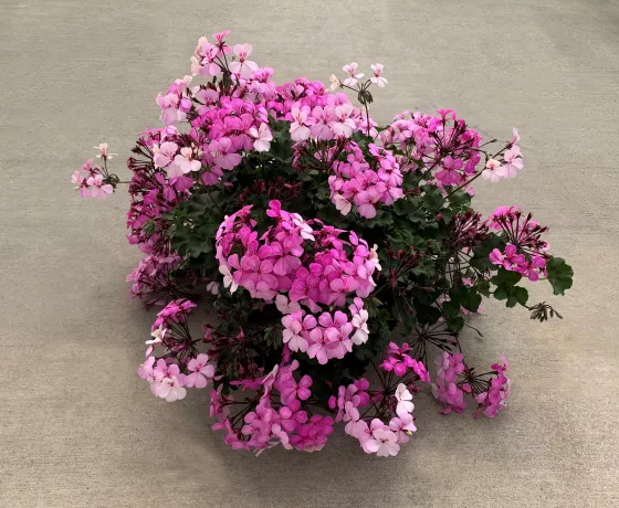Caldera™ Lavender Glow