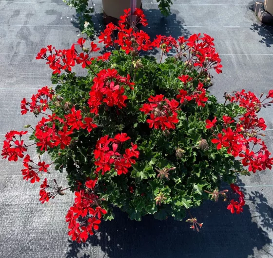 Caldera™ Red