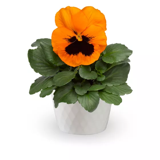 Select Orange with Blotch