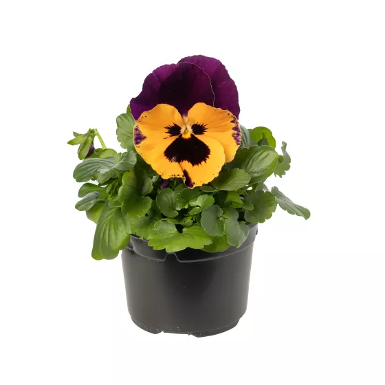Select Orange with Purple Wing