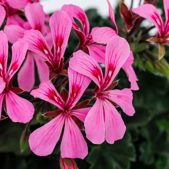 Caldera™ Pink Imp.