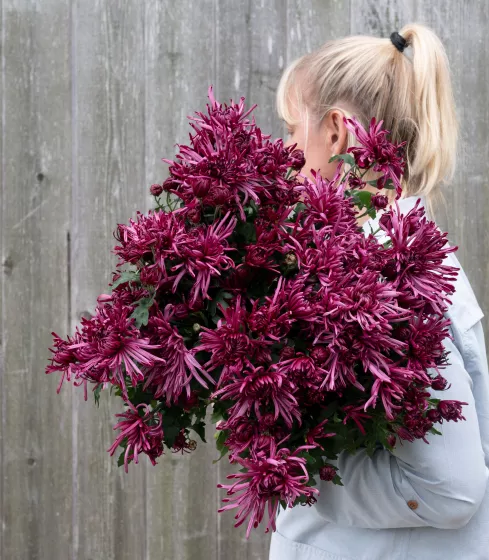 Pittsburgh™ Purple | Syngenta Flowers
