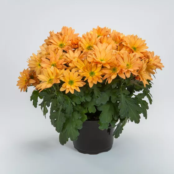 Grandview™ Orange