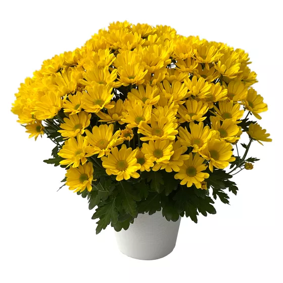 Flagstaff™ Gold | Syngenta Flowers