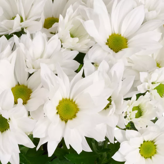 Alpine Time White