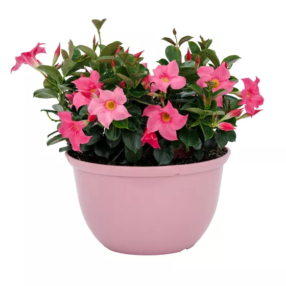Madinia® Petite Pink