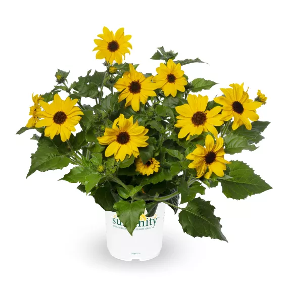 Sunfinity® Single Yellow